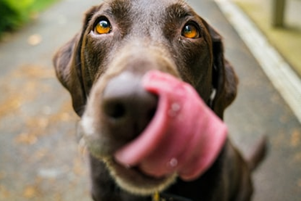 Dog enjoying treat